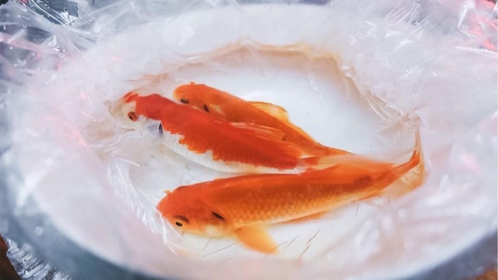 Chọn và thả cá chép đúng cách khi cúng ông Công ông Táo