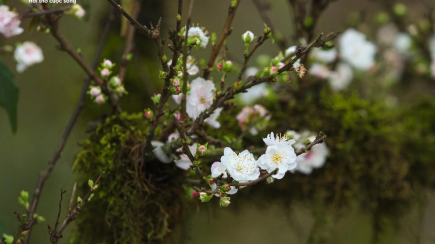 Apricot tree attracts customers despite high prices