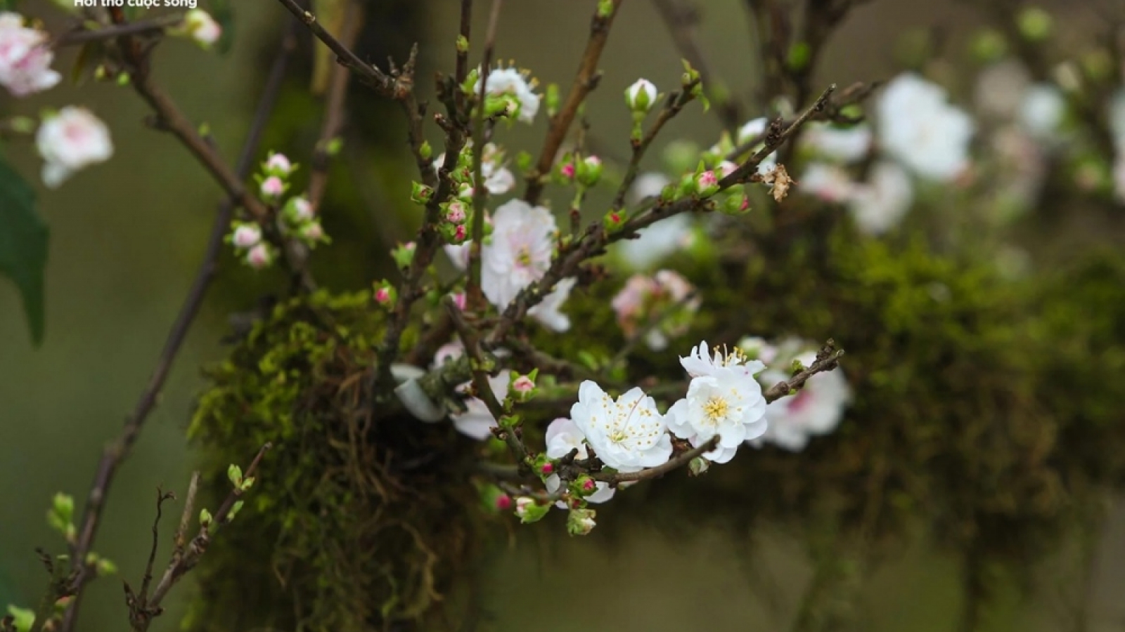Apricot tree attracts customers despite high prices