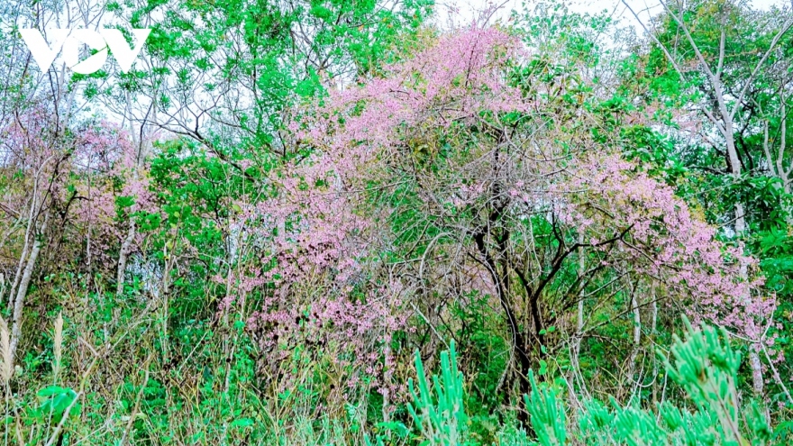 Wild peach blossoms signal arrival of spring in Northwest highlands