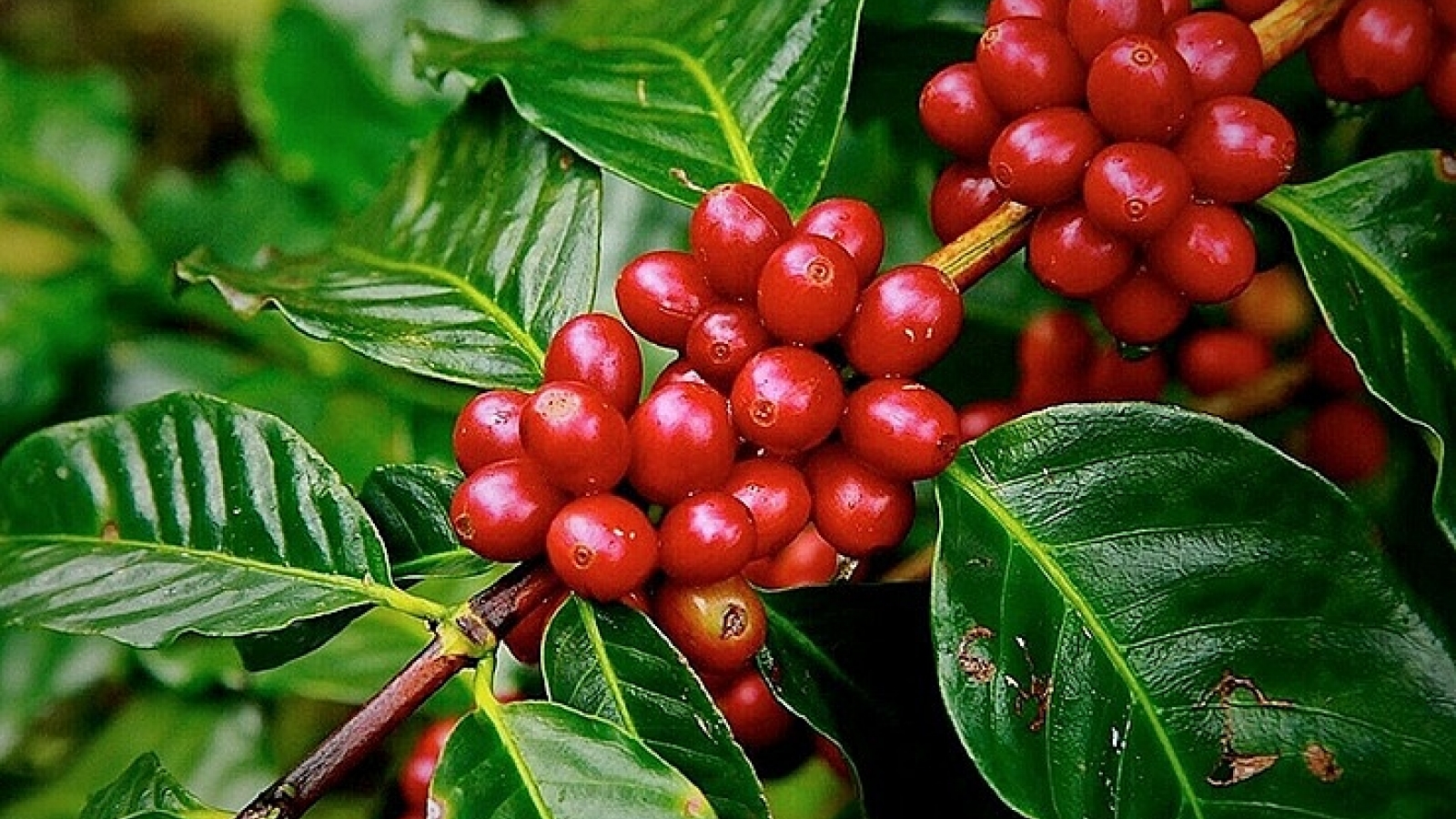 Giá cà phê hôm nay 11/1: Cà phê trong nước tăng tiếp 600 đồng/kg