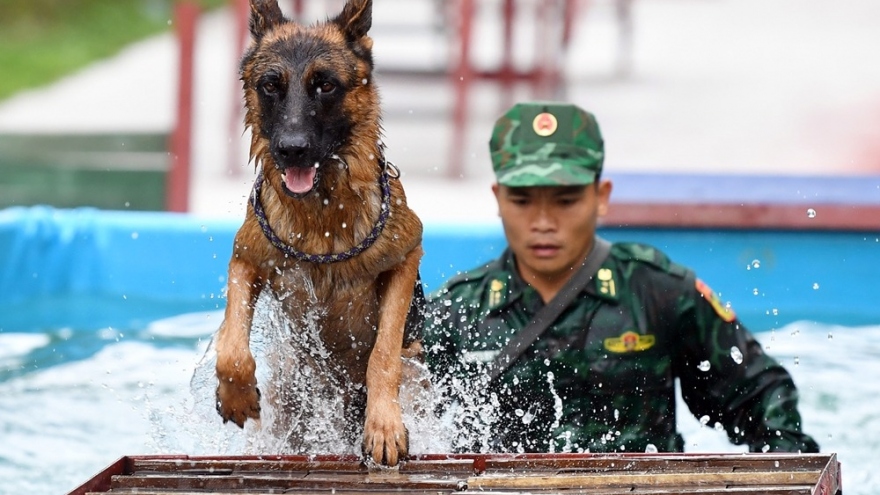 Truyện ngắn "Chú chó nghiệp vụ"