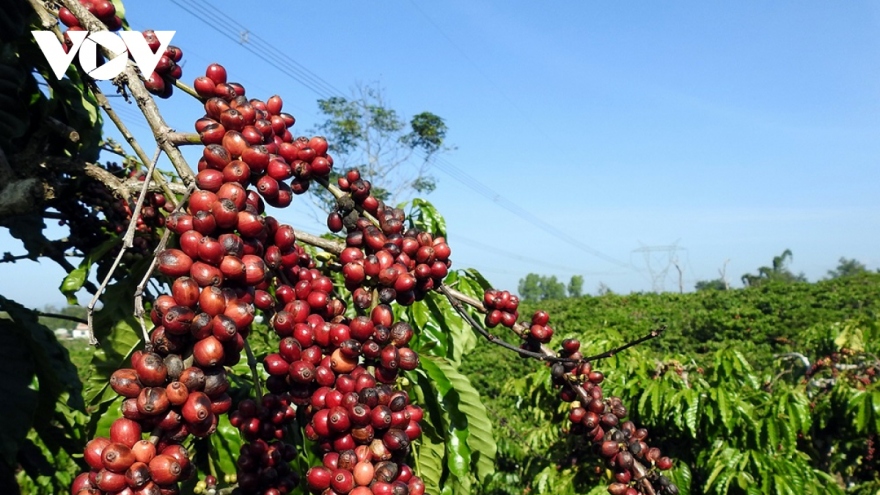 Giá cà phê hôm nay 24/6: Trong nước thu mua cao nhất 121.600 đồng/kg