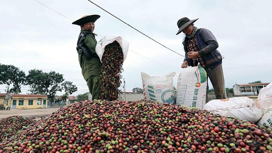Giá cà phê hôm nay 24/5: Giá cà phê đồng loạt giảm