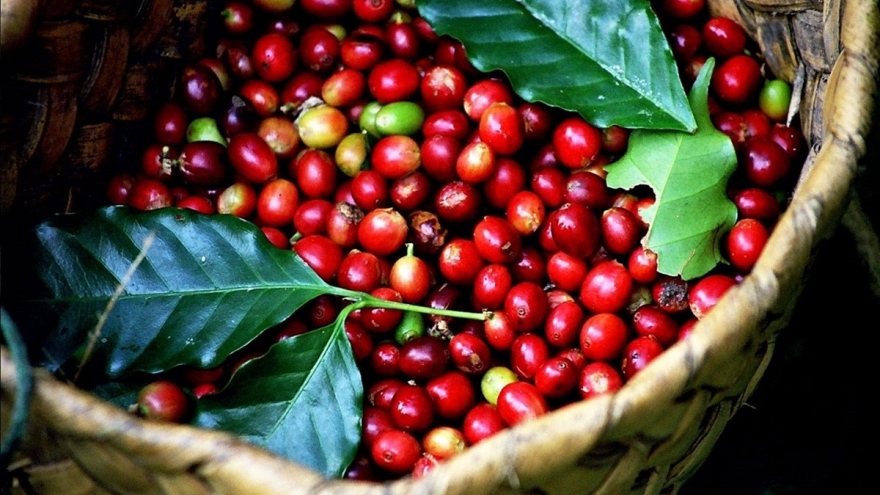 Giá cà phê hôm nay 16/1: Giá thu mua cà phê cao nhất ở mức 70.700 đồng/kg