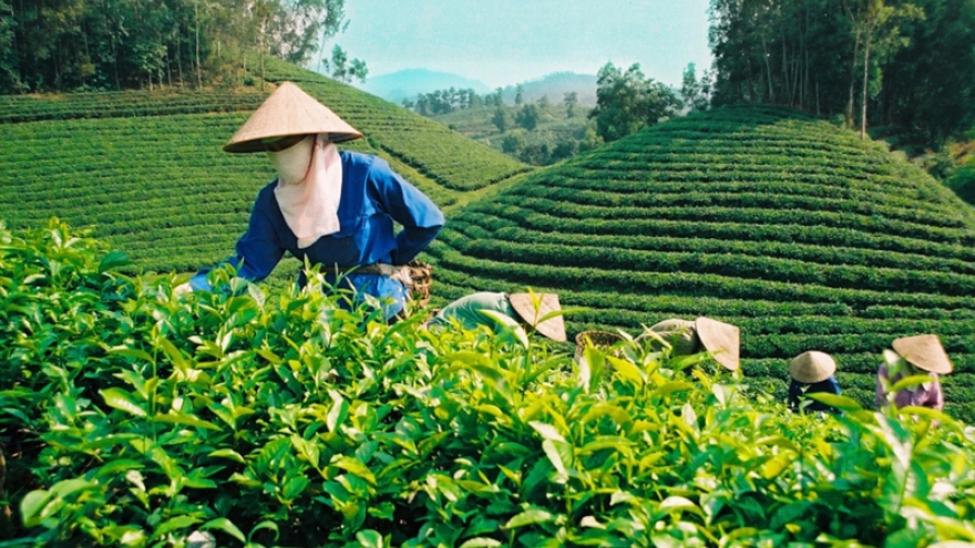 Weak market demand and stricter regulations hinder tea exports