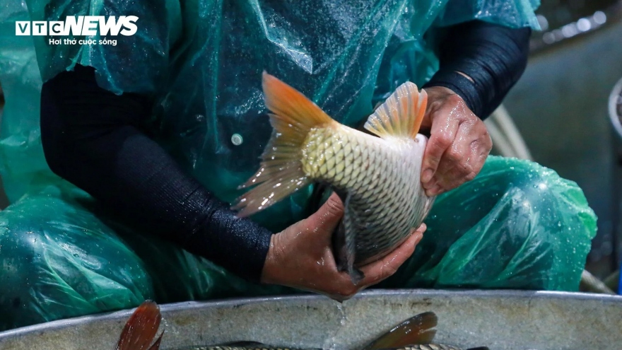 Tay trần bắt cá, khiêng đá lạnh mưu sinh trong cái rét 9 độ C tại Hà Nội