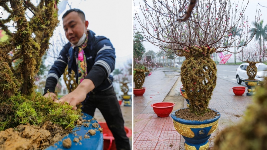 Độc đáo 10 cây đào uốn thành chiếc lộc bình hút khách chơi Tết