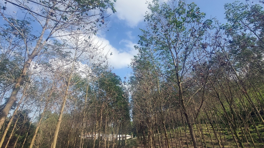 Cây cao su bị bệnh lạ, lan nhanh chưa được ngăn chặn