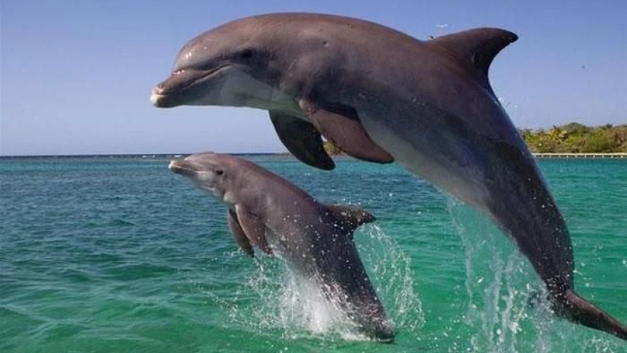 Herd of dolphins spotted in Co To island of Quang Ninh province