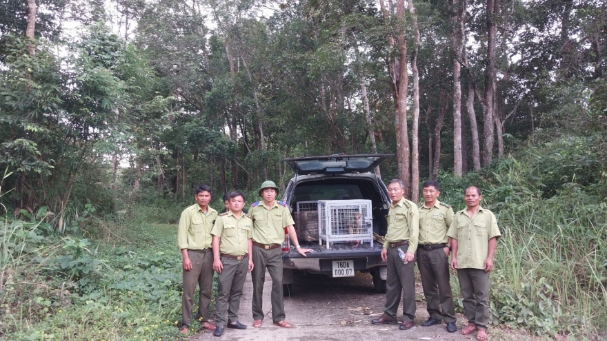 Giải cứu 67 động vật hoang dã, thả về rừng tự nhiên