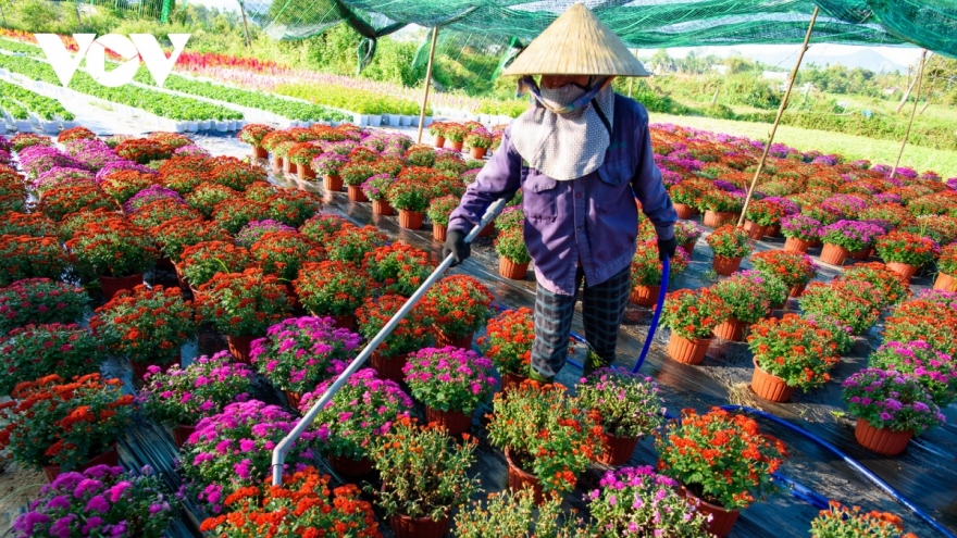 Bustling atmosphere descends on Da Nang flower village as Tet approaches