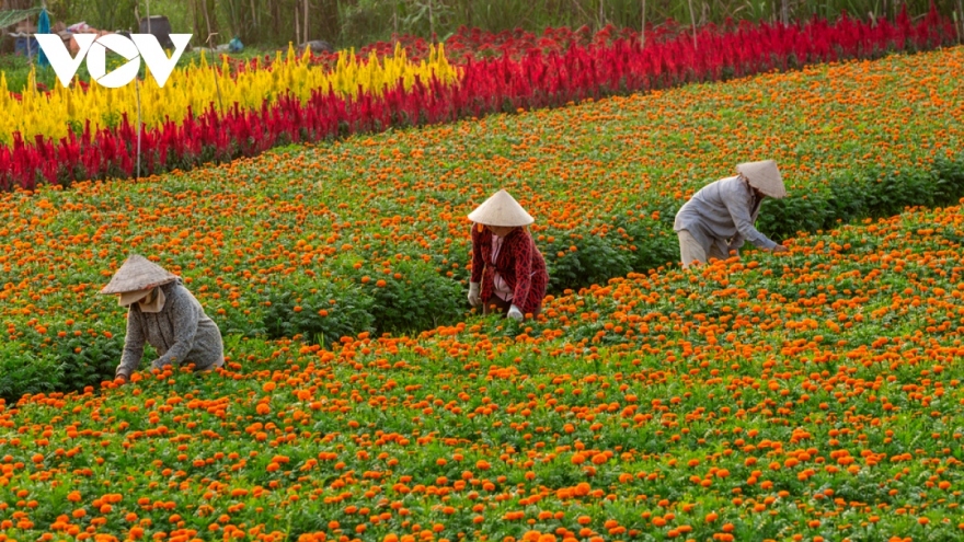 Binh Duong flower village in full bloom ahead of New Year