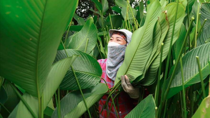 Harvesting Dong leaves for tasty Tet holiday treats