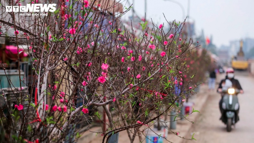 Early peach blossoms hit Hanoi streets as lunar New Year Festival draws near