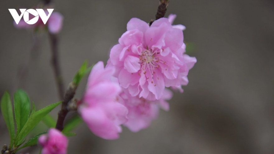 Nhat Tan peach trees flush with Tet fervor