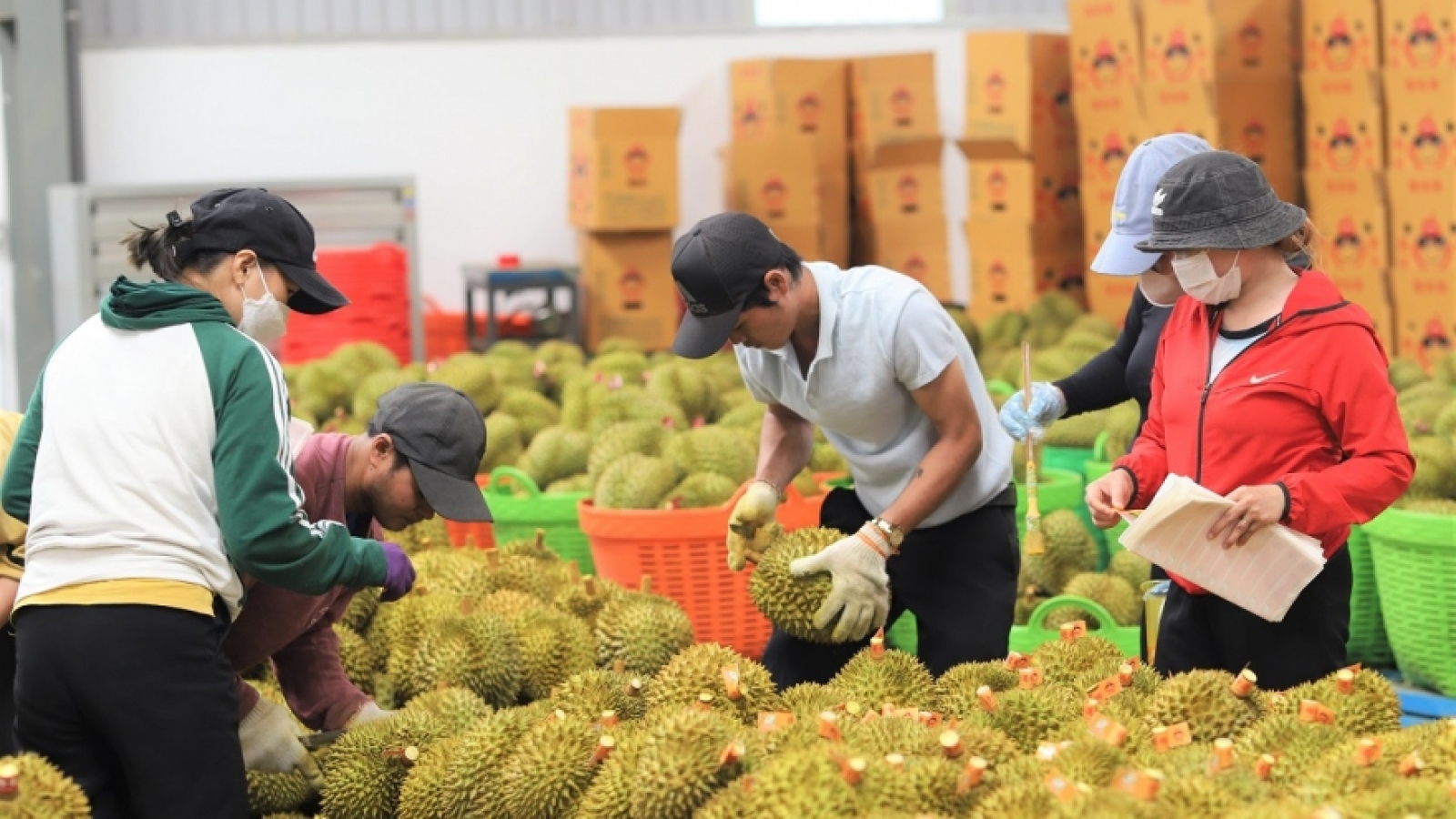 Công nhân phân loại sầu riêng trong kho