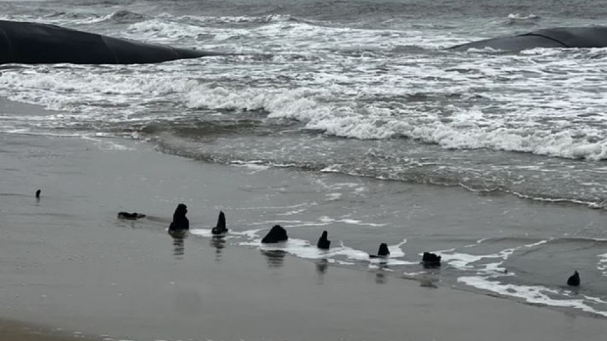 Quang Nam: suspected ancient shipwreck vanishes in sea