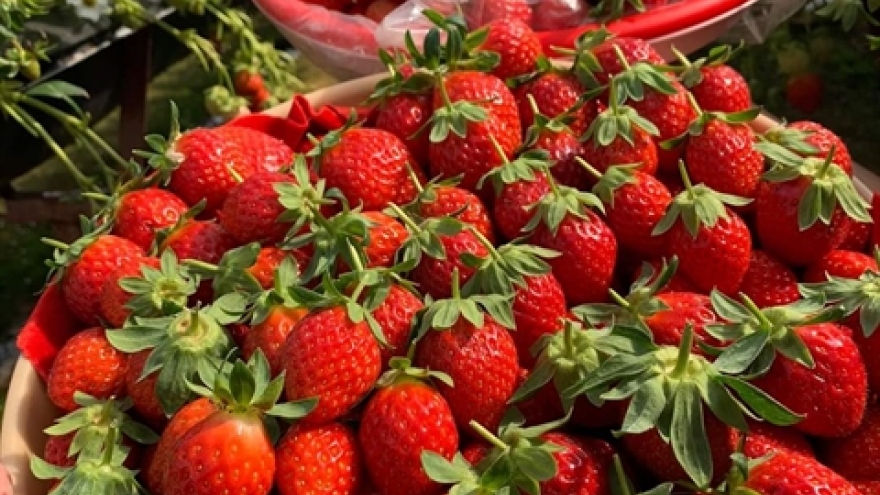 Da Lat strawberry recognised among top ten specialties of Vietnam