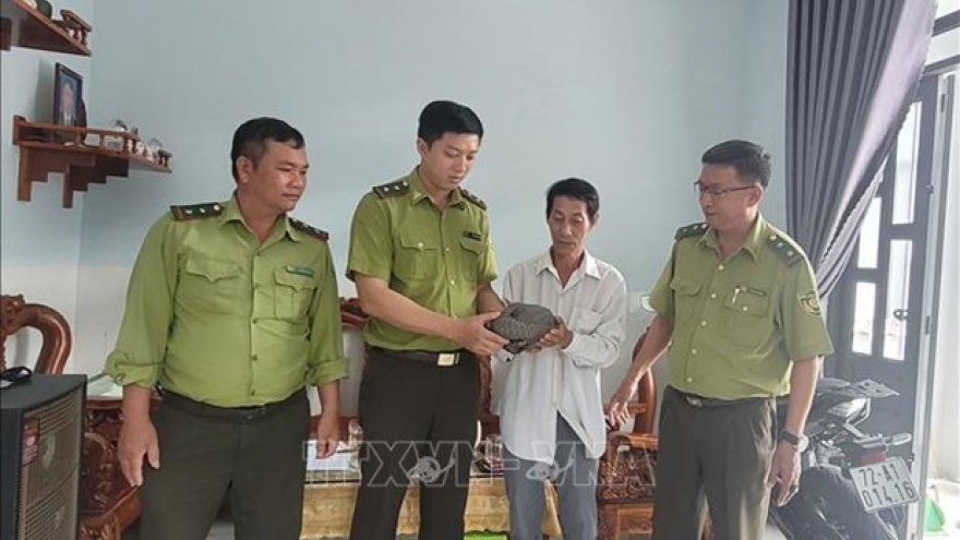 Wild pangolin handed over to forest rangers