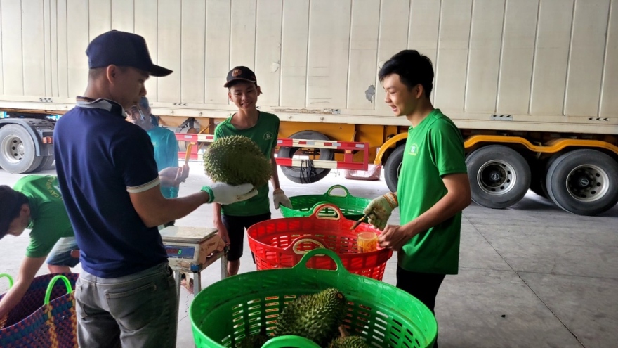 Vụ sầu riêng cận Tết, nhiều nông dân Tiền Giang thu lãi gần 2 tỷ đồng/ha