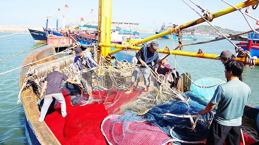 Đầu tư tiền tỷ “dụ” cá biển, ngư dân Bình Định trúng lớn