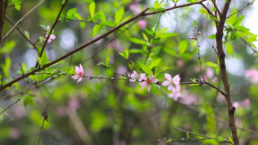 Bài hát "Xuân chiến khu" - Còn đó lâng lâng một ước vọng thanh bình