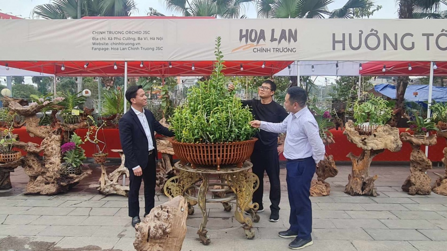 Triển lãm hoa phong lan phi điệp 5 cánh trắng Đất Tổ Hùng Vương