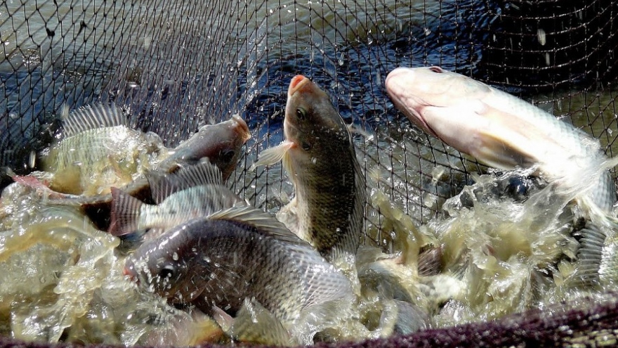 Vietnam works on Brazilian halt to Tilapia imports