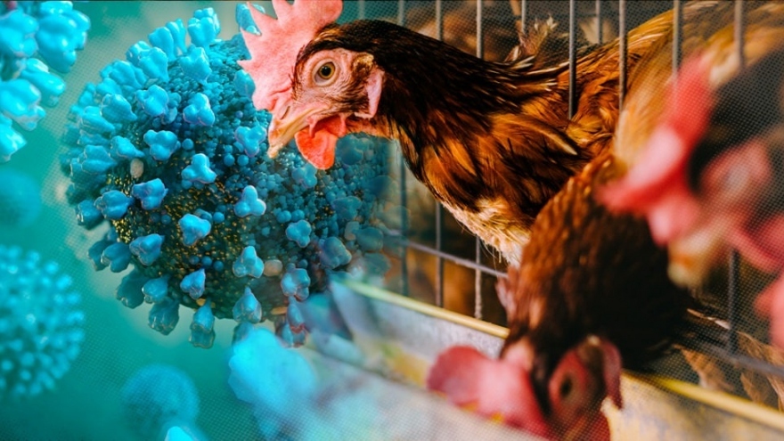 Vietnam moves to stamp out bird flu outbreaks