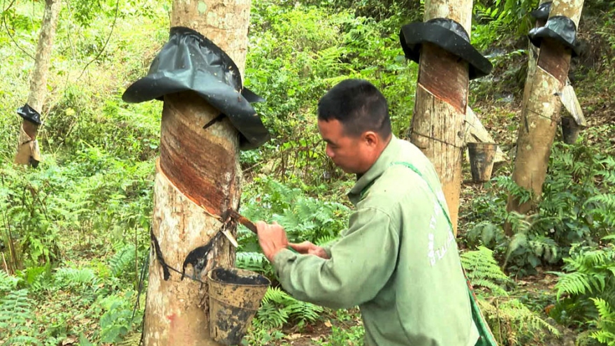 Xuân no ấm trên vùng đất cao su