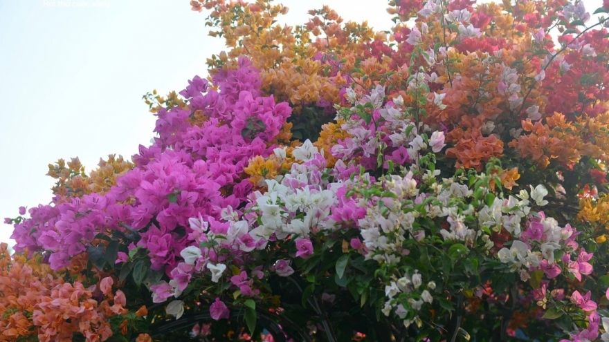 Bougainvillea flowers hit streets around Ho Chi Minh City