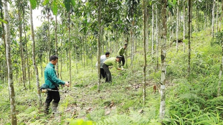 Large-timber forest area to be expanded to 1 million ha by 2030