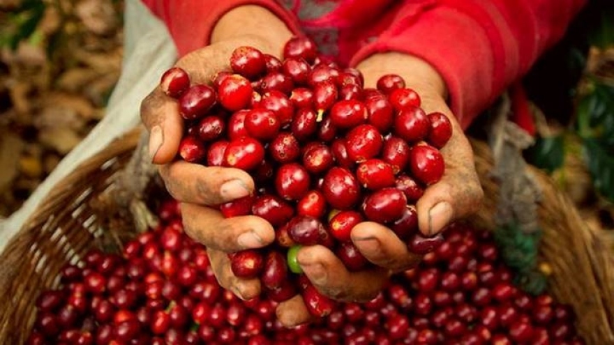 Giá cà phê hôm nay 18/2: Giá cà phê Robusta và Arabica đồng loạt tăng