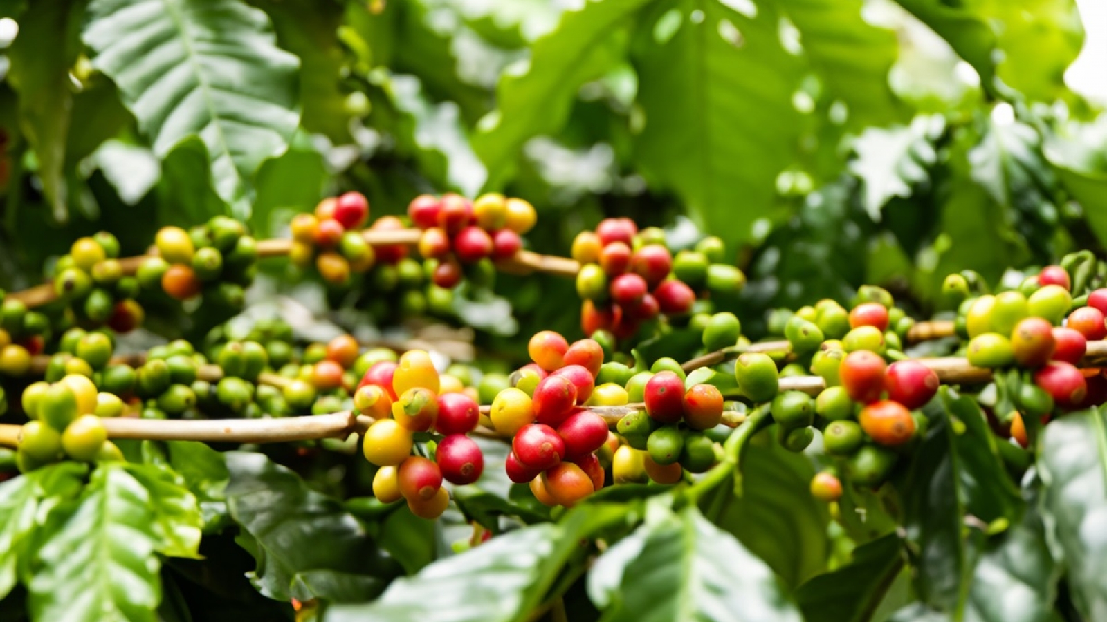 Giá cà phê hôm nay 2/6: Giá cà phê Robusta và Arabica đồng loạt giảm