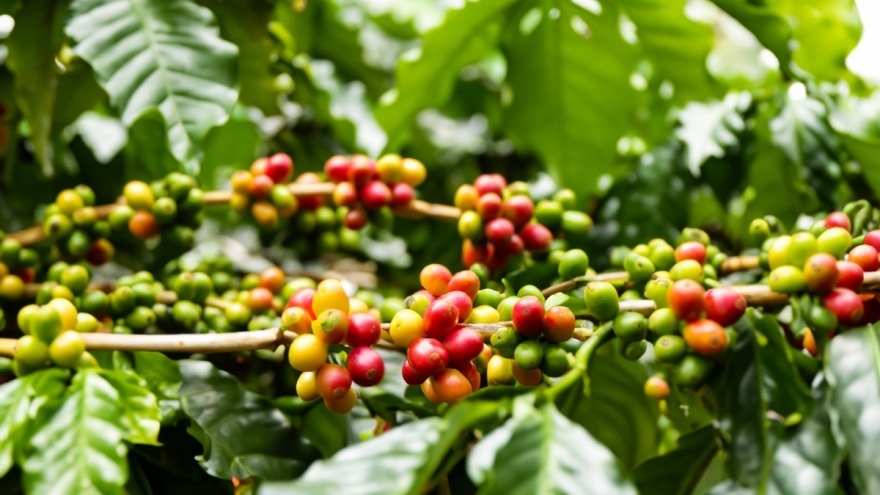 Giá cà phê hôm nay 4/2: Cà phê trong nước mức thu mua cao nhất 79.000 đồng/kg