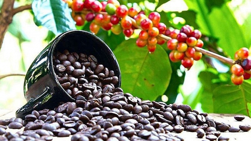Giá cà phê ngày 25/2: Giá giảm trên 2 sàn giao dịch quốc tế
