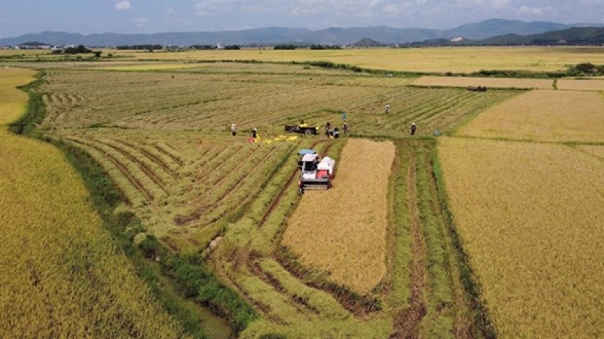 Falling rice price is only short-term, upward trend to continue: Experts