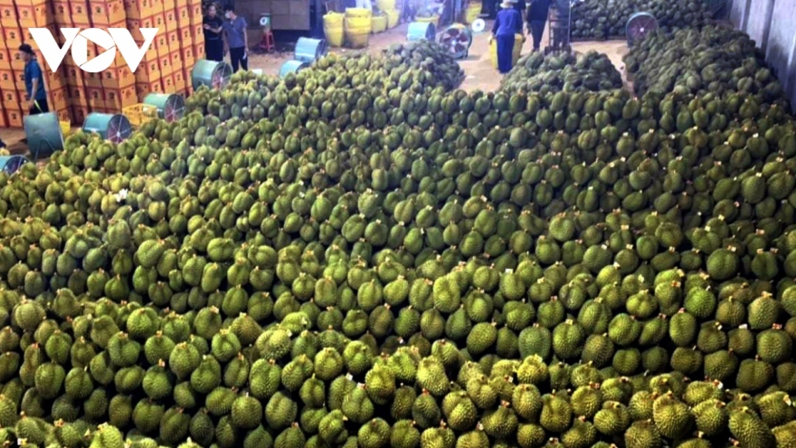 How to fully tap potential for durian exports to Chinese market