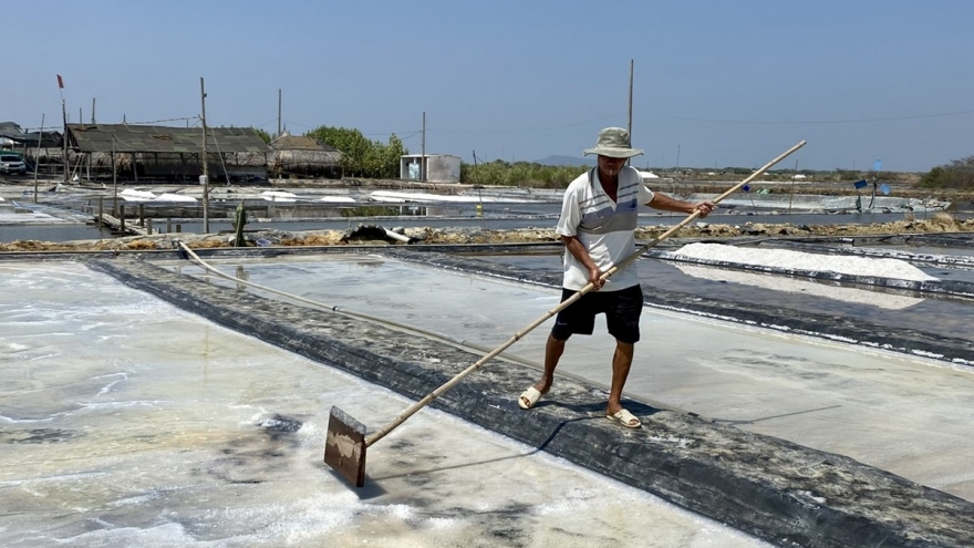 Sau Tết, nông dân Bà Rịa - Vũng Tàu khẩn trương thăm đồng, thu hoạch