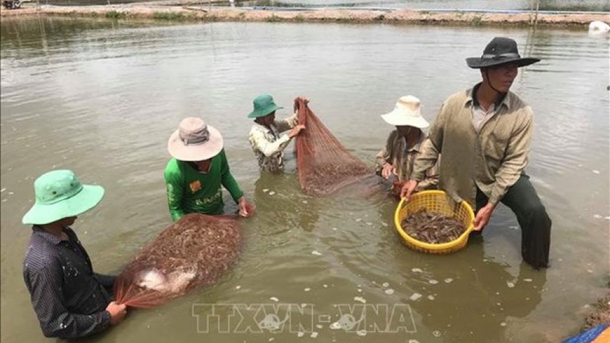 Conference seeks measures for shrimp sector's sustainable development