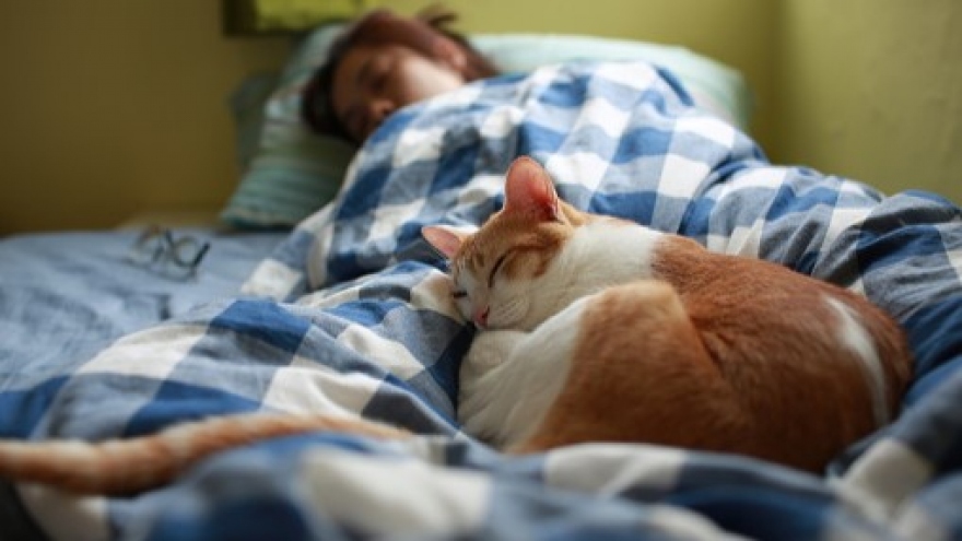 Truyện cổ tích "Vì sao mèo được ngủ chỗ ấm êm?" - Phần 1