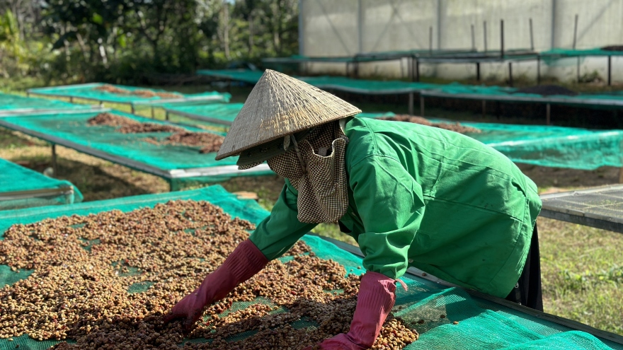 Giá cà phê ở Tây Nguyên vượt mốc 95.000/kg