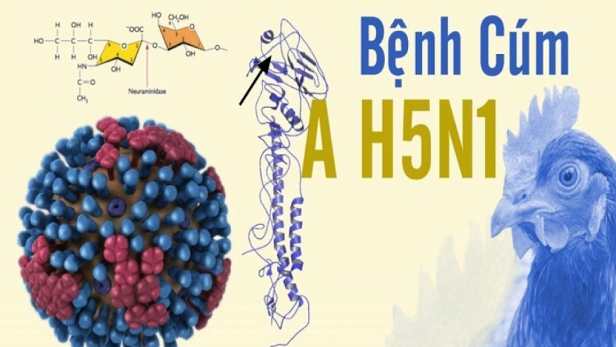Cúm A H5N1: Những điều cần biết