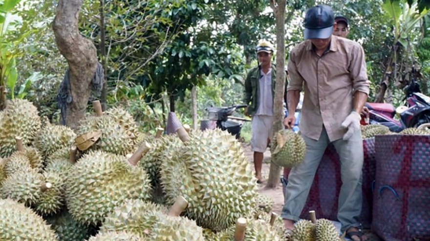 30 lô sầu riêng xuất khẩu nhiễm cadimi: Kim loại nặng này từ đâu ra?