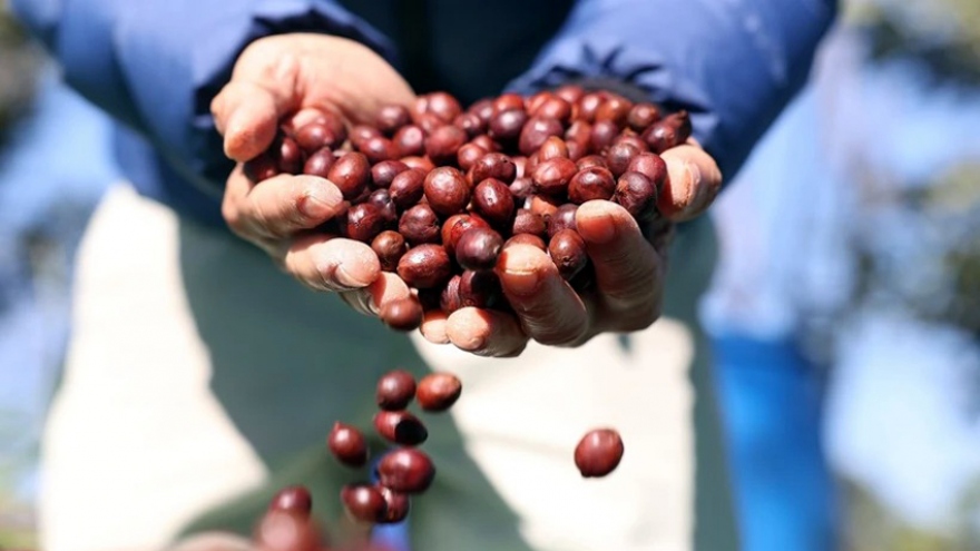 Thị trường Algeria ưa chuộng các sản phẩm cà phê của Việt Nam