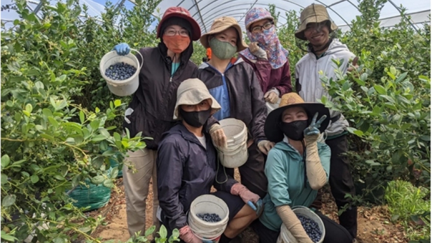 Australia opens door to Vietnamese agricultural workers