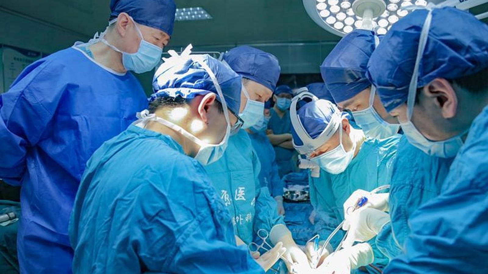 Trung Quốc ghép gan lợn chỉnh sửa gen cho người chết não đầu tiên trên thế giới