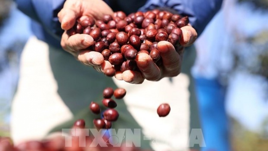 Brand positioning helps Buon Ma Thuot become global coffee hub