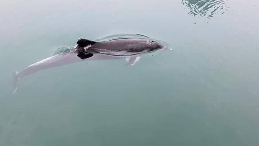 Dolphin spotted in Ha Long Bay